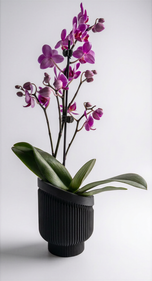 Ryu Planter
