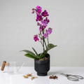 Ryu Planter